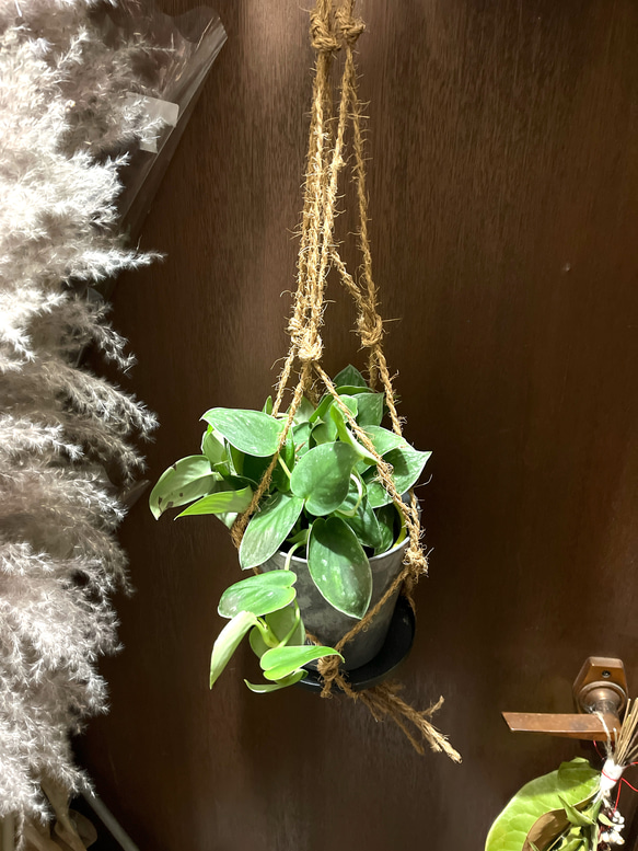 観葉植物　シラフカズラ　吊り下げ鉢 1枚目の画像