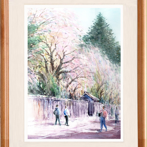 水彩画原画  枝垂れ桜・角館　＃631 水彩画原画 枝垂れ桜・角館 ＃631