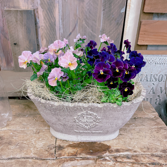 現品SALE♡ビオラ2色寄せ植え】ベージュ系陶器鉢ガーデニング