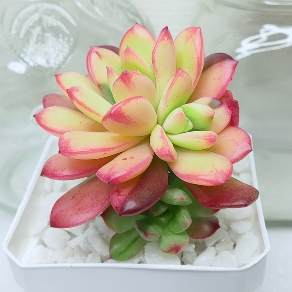 75#多肉植物❤️ミニベル錦群生❤️極美斑 極美苗❤️12頭17cm!拔キ苗