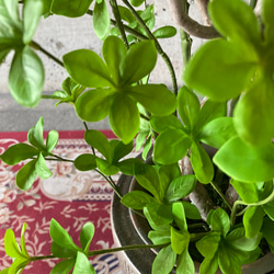 光触媒　人工観葉植物　ウォールグリーン　フェイクグリーン　花器付ドウダン@gja 11枚目の画像