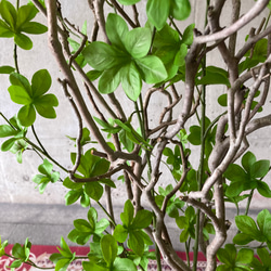 光触媒　人工観葉植物　ウォールグリーン　フェイクグリーン　花器付ドウダン@gja 7枚目の画像