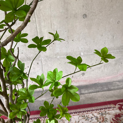 光触媒　人工観葉植物　ウォールグリーン　フェイクグリーン　花器付ドウダン@gja 8枚目の画像