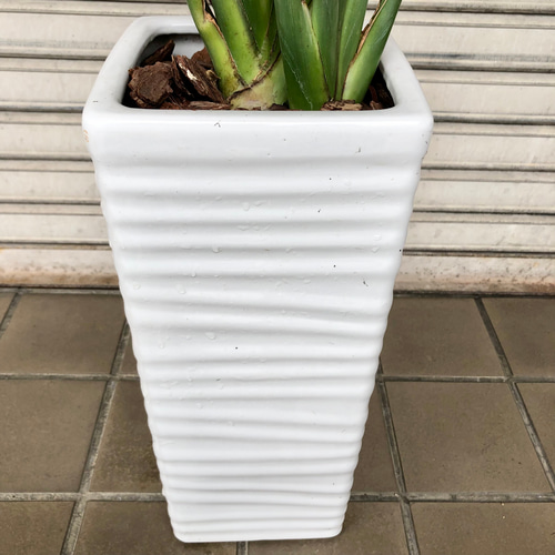 2株 スタイル良好 ストレリチア ノンリーフ セラミックホワイト鉢 受皿