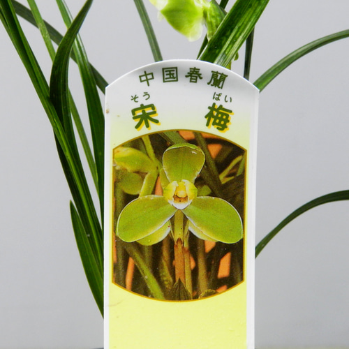 ☆ENGEI ichioki☆中国春蘭「宋梅」鉢花◇可愛らしい春蘭です◇ その他