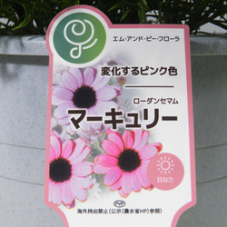 ★ENGEI ichioki★ローダンセマム「マーキュリー」鉢花01◆可愛らしいピンク花◆ 9枚目の画像
