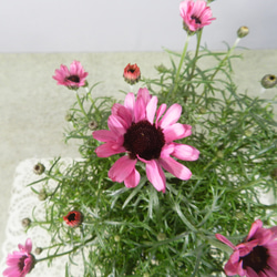 ★ENGEI ichioki★ローダンセマム「マーキュリー」鉢花01◆可愛らしいピンク花◆ 2枚目の画像