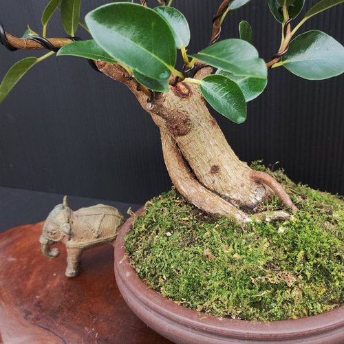 大型　フランスゴムの木　陶器鉢　植え込み発送 フランスゴムの木 曲がり Sサイズ 陶器鉢 - miruha+ness