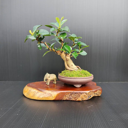 【現品】フランスゴム盆栽仕立て　最高品一点物　陶器鉢　ゴムの木　フィカス　インテリア性高い　おしゃれ 9枚目の画像