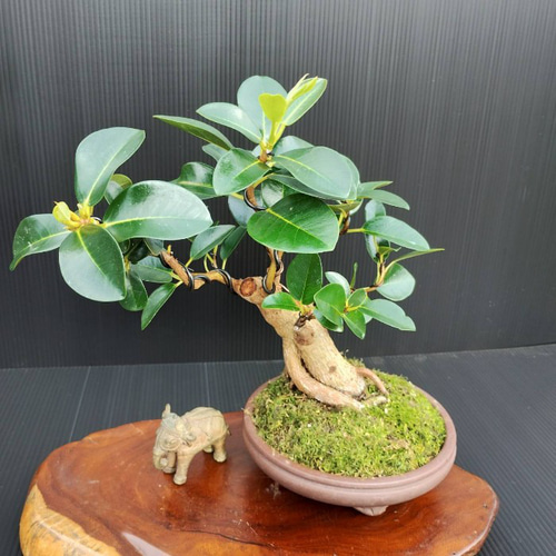 現品】フランスゴム盆栽仕立て 最高品一点物 陶器鉢 ゴムの木 フィカス