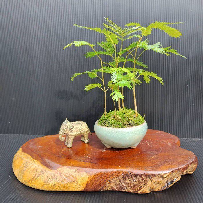 沖縄産 特大 エバーフレッシュ 曲がり仕立て 陶器鉢 植え込み