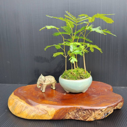 0b1dc3a561ff10817363ae20053667