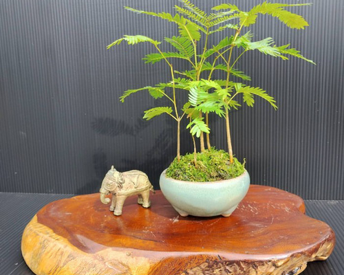 エバーフレッシュ　曲がり　天然苔　盆栽仕立て　陶器鉢　植え込み発送 エバーフレッシュ 曲がり 天然苔盆栽仕立て 陶器鉢 植え込み発送