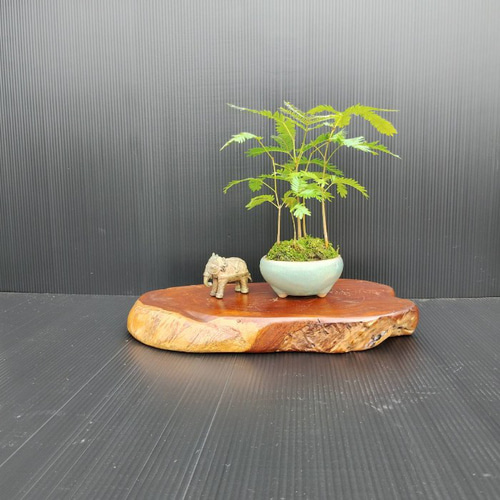 現品】エバーフレッシュ盆栽仕立て 陶器鉢 最高品一点物 人気