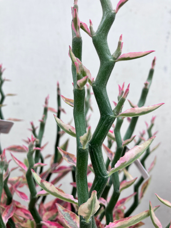 大銀竜＊ペディランサス＊観葉植物＊紅葉＊くねくね＊ 10枚目の画像