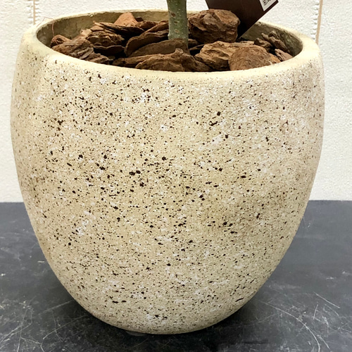 厳選樹形！ オリーブの木 シプレッシーノ（チプレッシーノ） souju