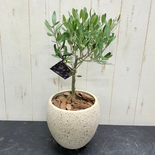 厳選樹形！ オリーブの木 シプレッシーノ（チプレッシーノ） souju