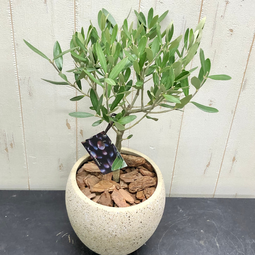 厳選樹形！ オリーブの木 シプレッシーノ（チプレッシーノ） souju