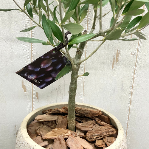 厳選樹形！ オリーブの木 シプレッシーノ（チプレッシーノ） souju