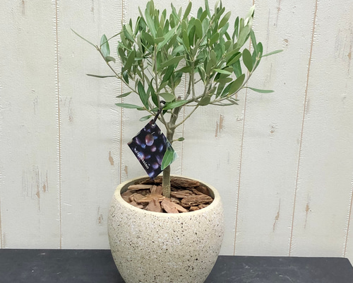 オリーブの木 チプレッシーノ SOUJU 8号鉢植え 厳選樹形！ オリーブの木 シプレッシーノ（チプレッシーノ） souju