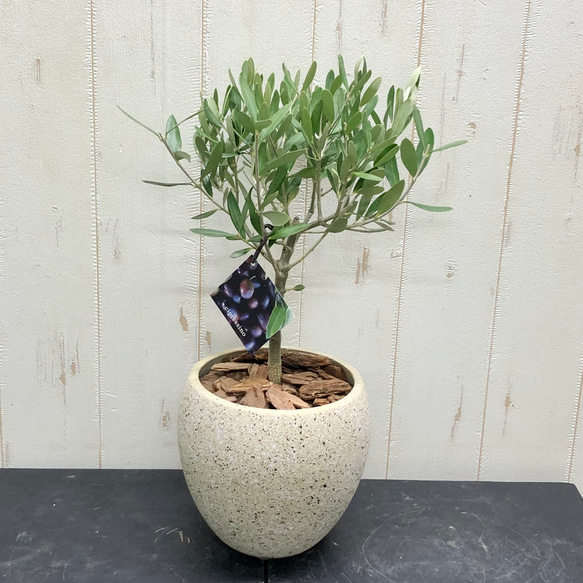 厳選樹形！ オリーブの木 シプレッシーノ（チプレッシーノ） souju