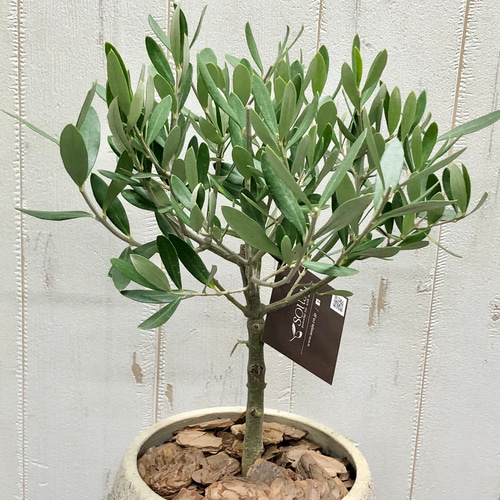 厳選樹形！ オリーブの木 シプレッシーノ（チプレッシーノ） souju