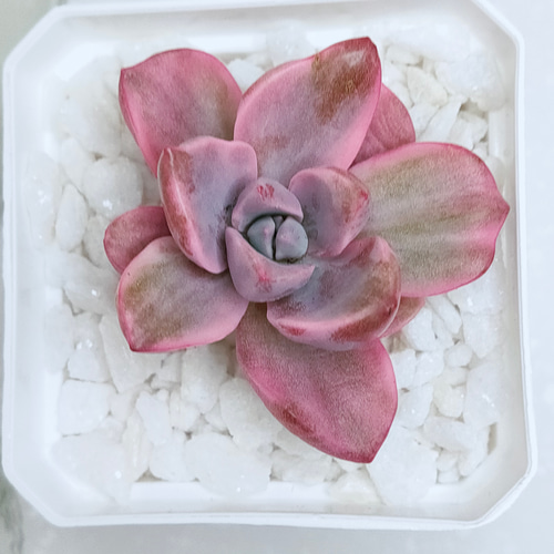 C2040×35株 ジプシー錦 抜き苗 多肉植物 エケベリア サボテン