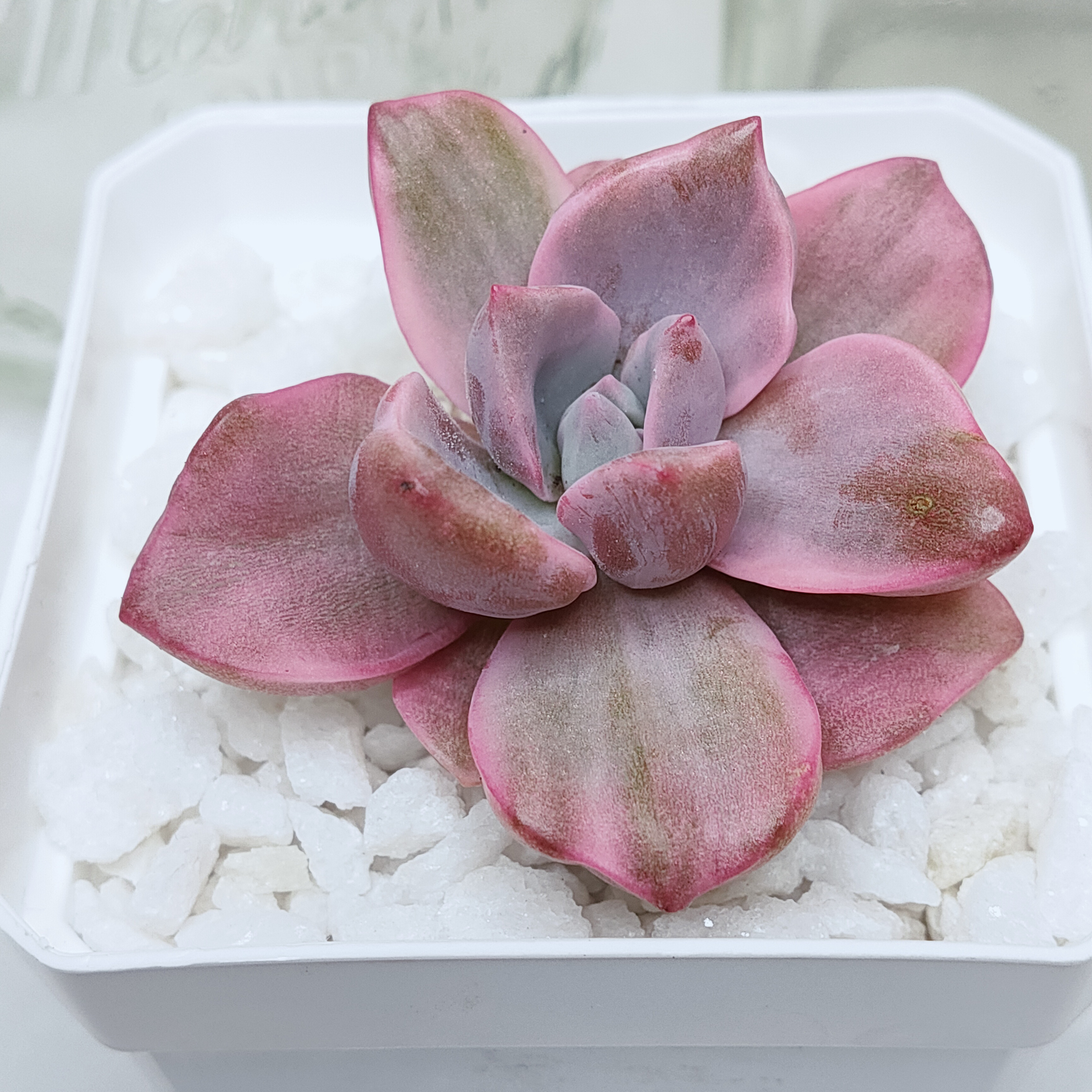 ジプシー錦 (カット苗)【エケベリア 多肉植物】 多肉植物 エケベリア