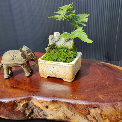 現品】シダ盆栽仕立て 観葉植物 最高品一点物 陶器鉢 インテリア性高い