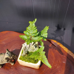 【現品】シダ盆栽仕立て　観葉植物　最高品一点物　陶器鉢　インテリア性高い　おしゃれ 9枚目の画像