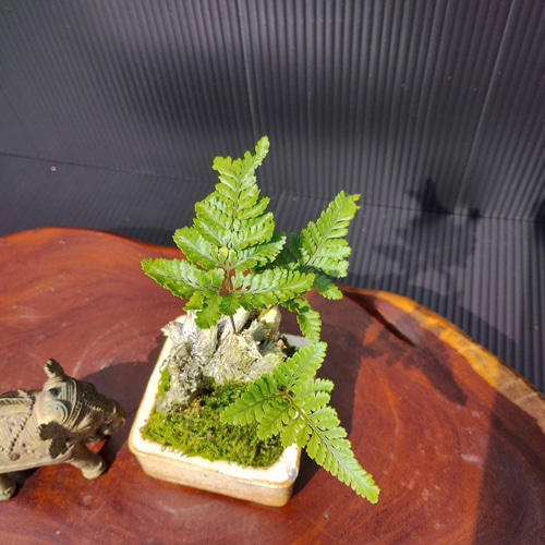 現品】シダ盆栽仕立て 観葉植物 最高品一点物 陶器鉢 インテリア性高い