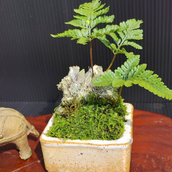 【現品】シダ盆栽仕立て　観葉植物　最高品一点物　陶器鉢　インテリア性高い　おしゃれ 2枚目の画像