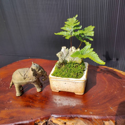 【現品】シダ盆栽仕立て　観葉植物　最高品一点物　陶器鉢　インテリア性高い　おしゃれ 10枚目の画像