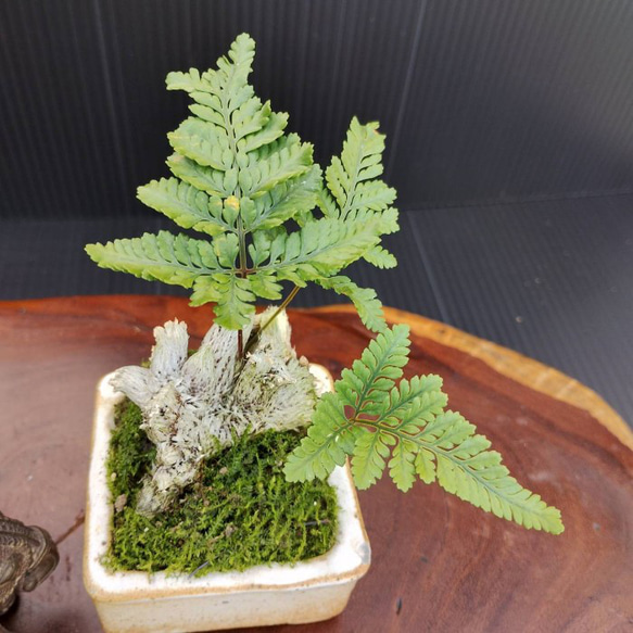 【現品】シダ盆栽仕立て　観葉植物　最高品一点物　陶器鉢　インテリア性高い　おしゃれ 8枚目の画像