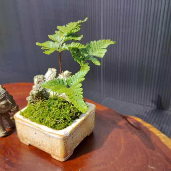 【現品】シダ盆栽仕立て　観葉植物　最高品一点物　陶器鉢　インテリア性高い　おしゃれ 6枚目の画像