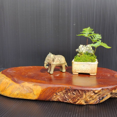 現品】シダ盆栽仕立て 観葉植物 最高品一点物 陶器鉢 インテリア性高い