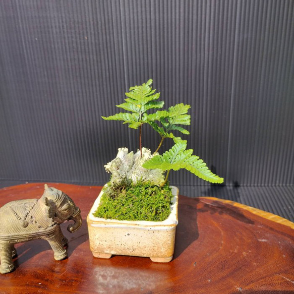 【現品】シダ盆栽仕立て　観葉植物　最高品一点物　陶器鉢　インテリア性高い　おしゃれ 4枚目の画像