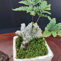 【現品】シダ盆栽仕立て　観葉植物　最高品一点物　陶器鉢　インテリア性高い　おしゃれ 11枚目の画像