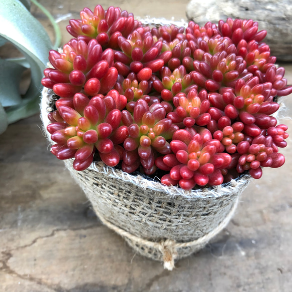 虹の玉♡多肉植物♡セダム♡インテリア♡ガーデニング♡ 13枚目の画像