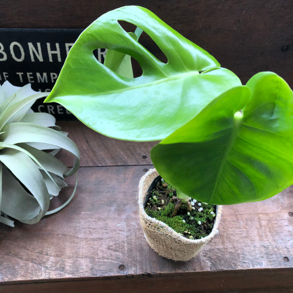 モンステラ♡希少♡３号♡立派な観葉植物♡ 13枚目の画像