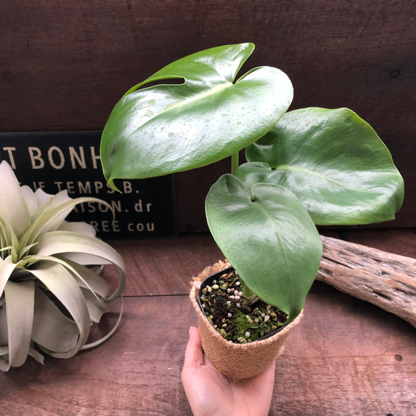 モンステラ♡希少♡３号♡立派な観葉植物♡ 3枚目の画像