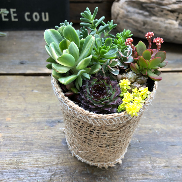 寄せ植え♡2.5号♡セダム♡多肉植物♡寄せ植え♡ガーデニング♡セダム 10枚目の画像