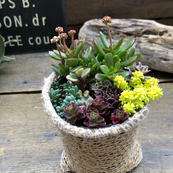 寄せ植え♡2.5号♡セダム♡多肉植物♡寄せ植え♡ガーデニング♡セダム 17枚目の画像