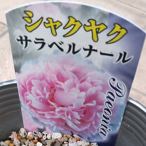 専用ジャスミーナ・ピオニー(芍薬) 【⠀サラ・ベルナール 】ボリューム