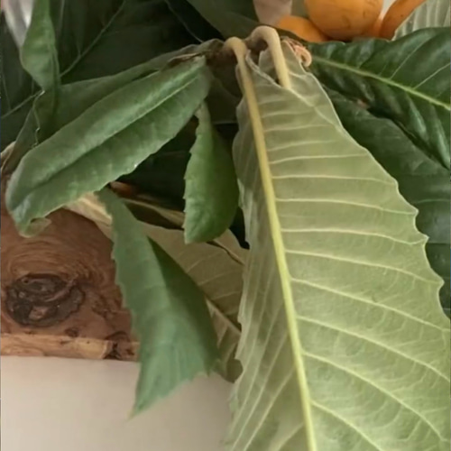 びわの葉バーム クリーム 50g その他雑貨 さりぃ 通販｜Creema  