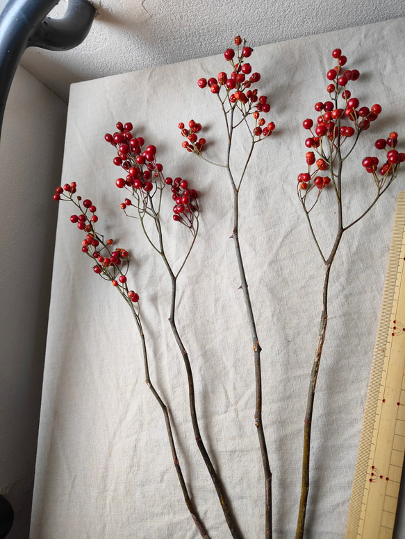野バラの枝赤い実付きドライボタニカル 2枚目の画像