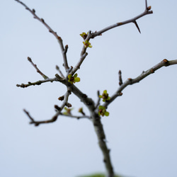 長寿梅【白花】｜黒霞のうつわ 7枚目の画像