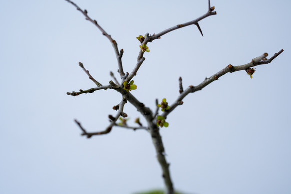 長寿梅【白花】｜黒霞のうつわ 7枚目の画像