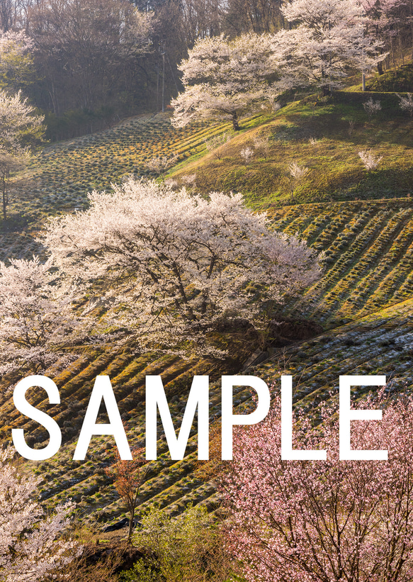 桜仙峡　夢農場の桜　インテリアアートポスター　075 4枚目の画像
