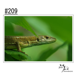 【＃209】選べる5枚！カナヘビのポストカード 1枚目の画像